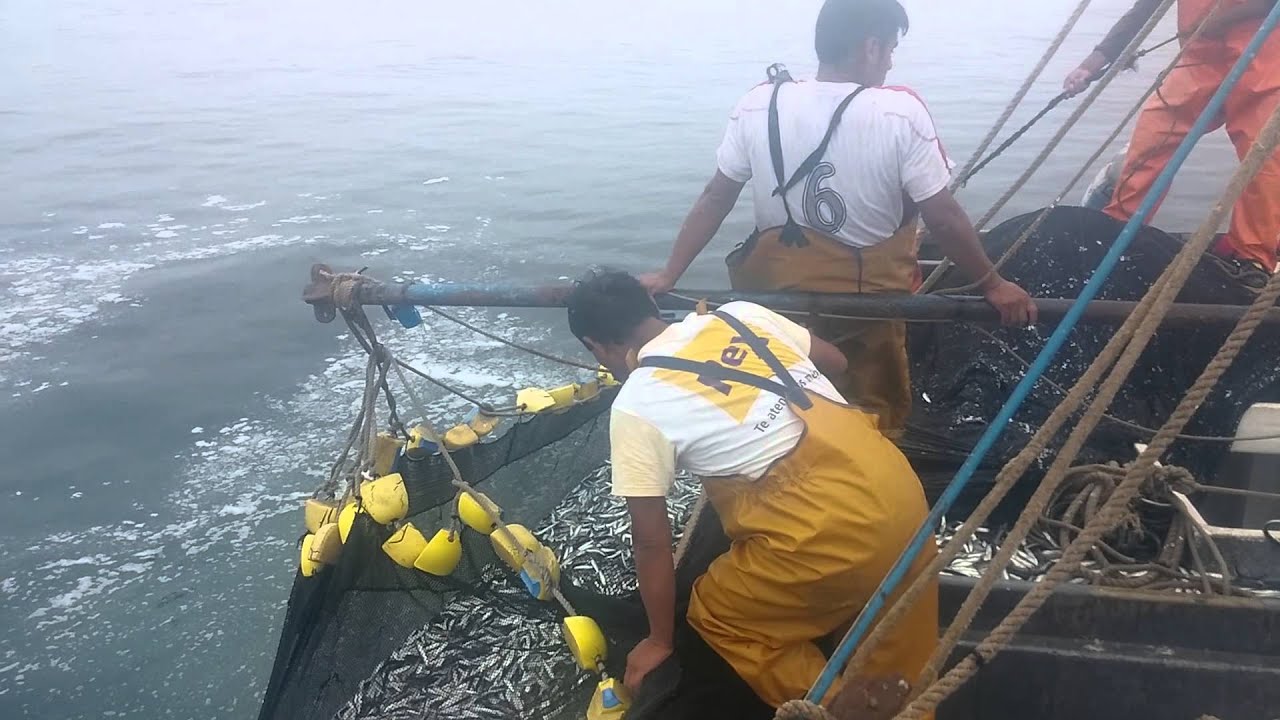 Pesca de anchoveta nohani y Sandy