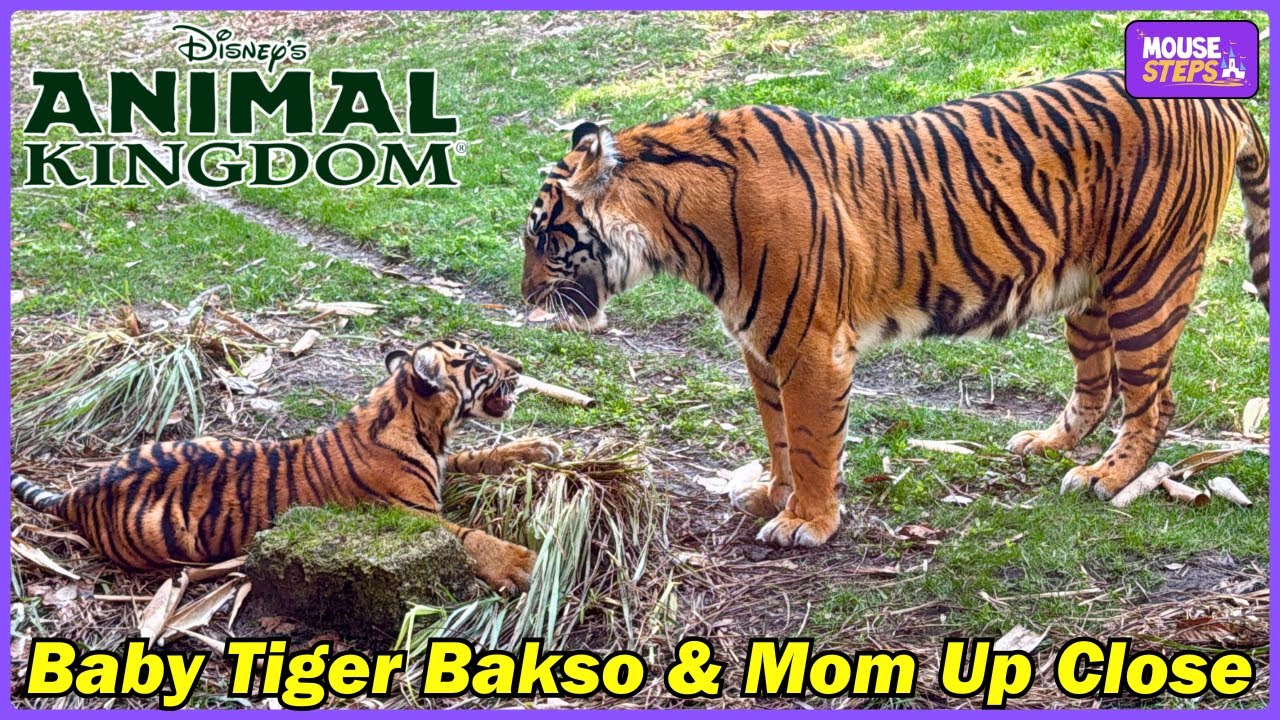Baby Tiger Bakso Plays with Mom at Disney's Animal Kingdom Park (Close-Up Video) - Disney World