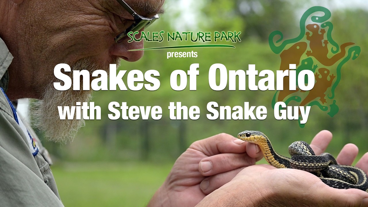 Snakes Of Ontario with Steve the Snake Guy