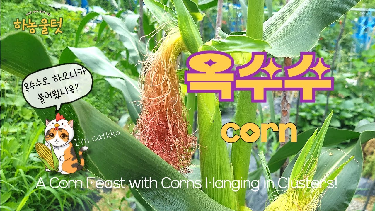 톡 톡 터지는 🌽옥수수 수확기 #옥수수 #도시농부 #여름간식 #하농울텃