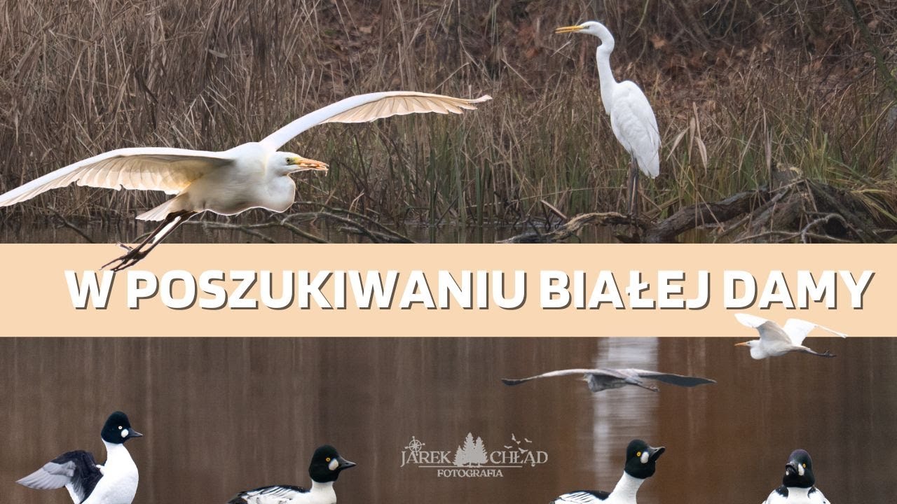 W poszukiwaniu białej damy