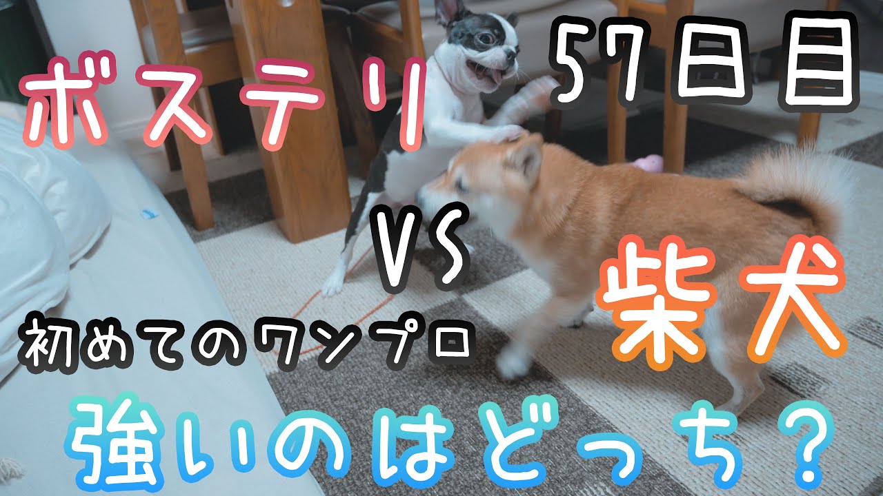 【57日目】初めてのワンプロ！うちに来て約二ヶ月でこんなに仲良くなりました！