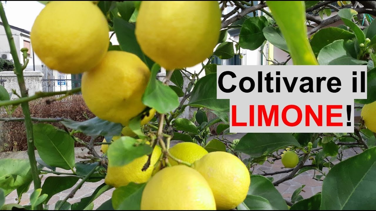 COLTIVARE IL LIMONE 🍋 - Guida completa a cura di W&A Gardens: giardinaggio ed orticoltura
