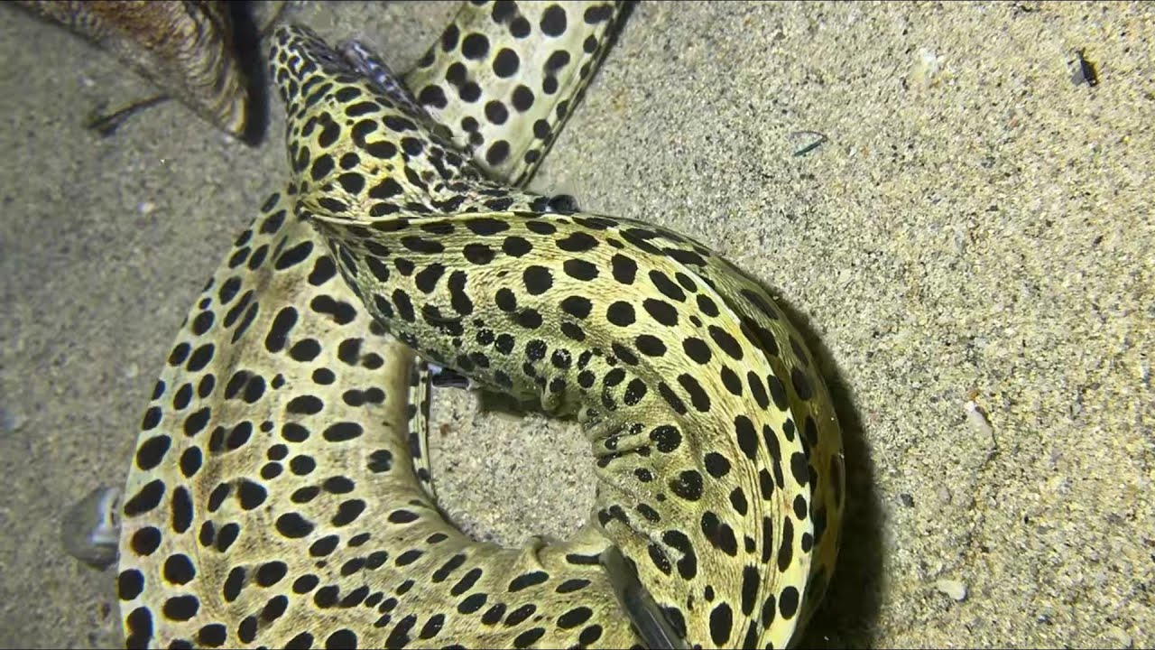 Diving under the sea to catch eels, crabs and sea cucumbers | Part 137-3