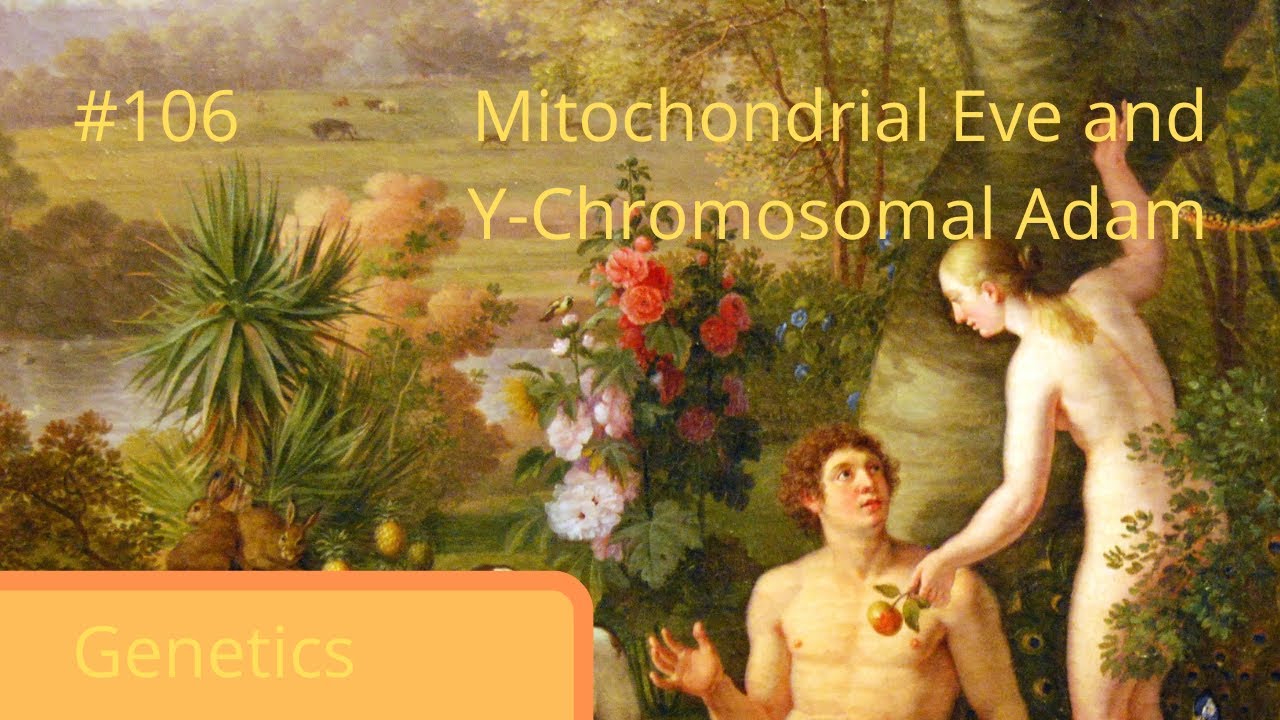 Biopedia episode 106- Mitochondrial Eve and Y-Chromosomal Adam