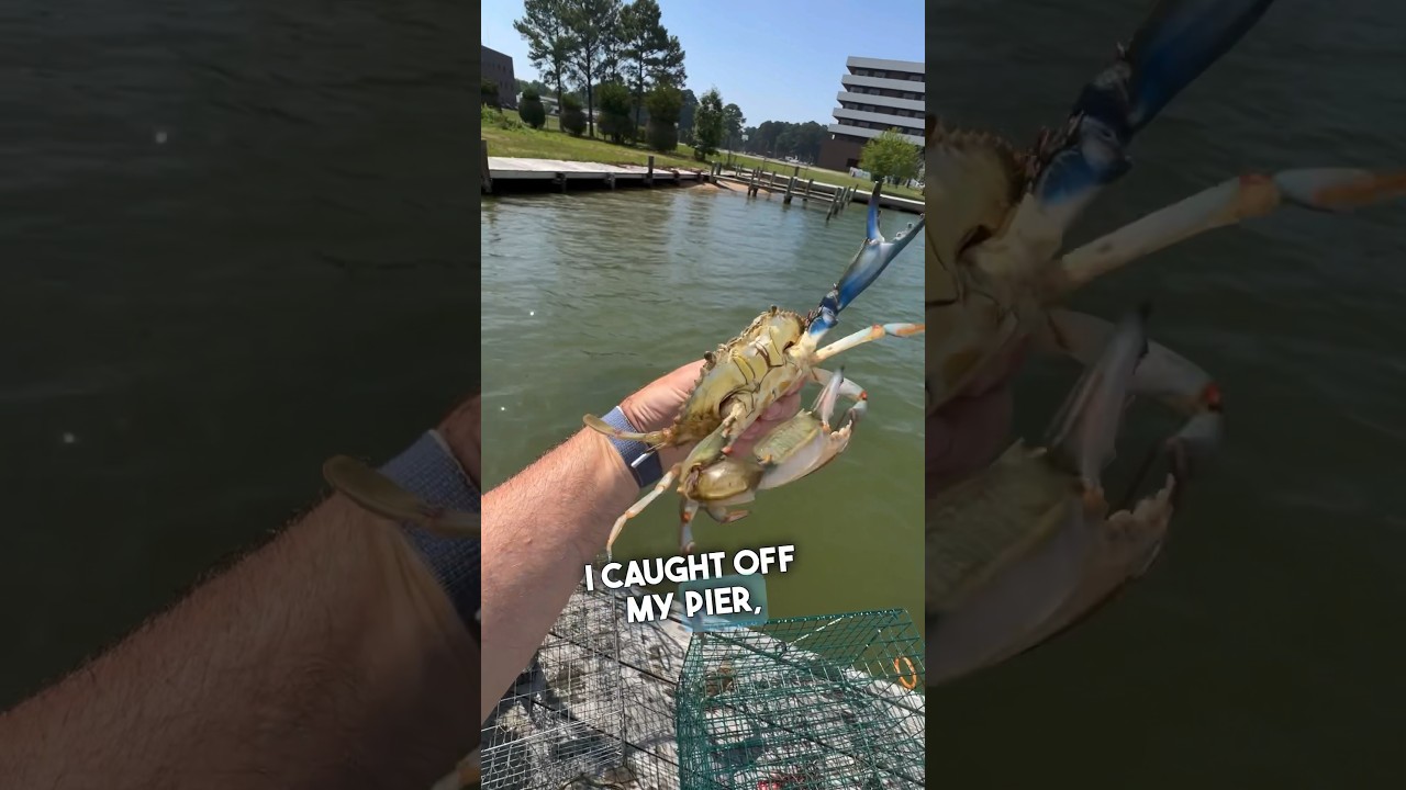 How I Catch Crabs 😬👀🦀 