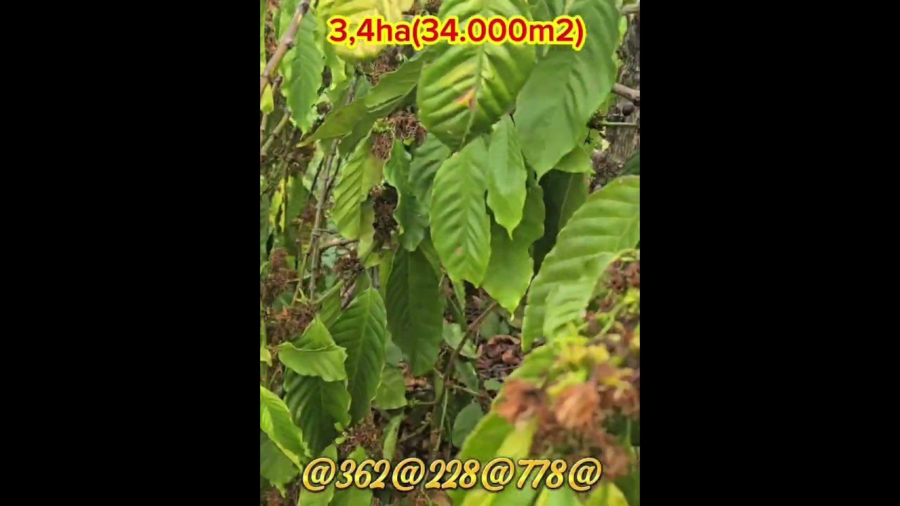 3,4ha(34.000m2)Tại iale gia lai.có 650 cây cf đang kd+2000 cây nhỏ .giá 900tr/1ha lh 0362228778