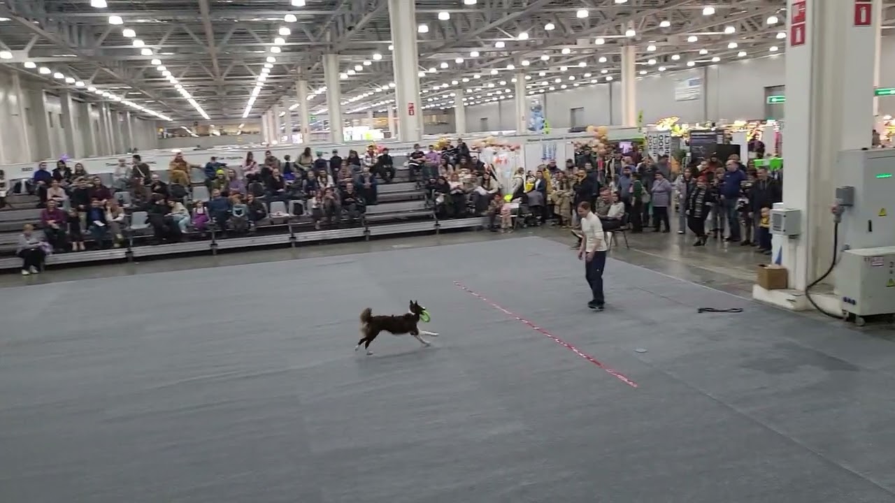 Бру, боулинг на зоофесте