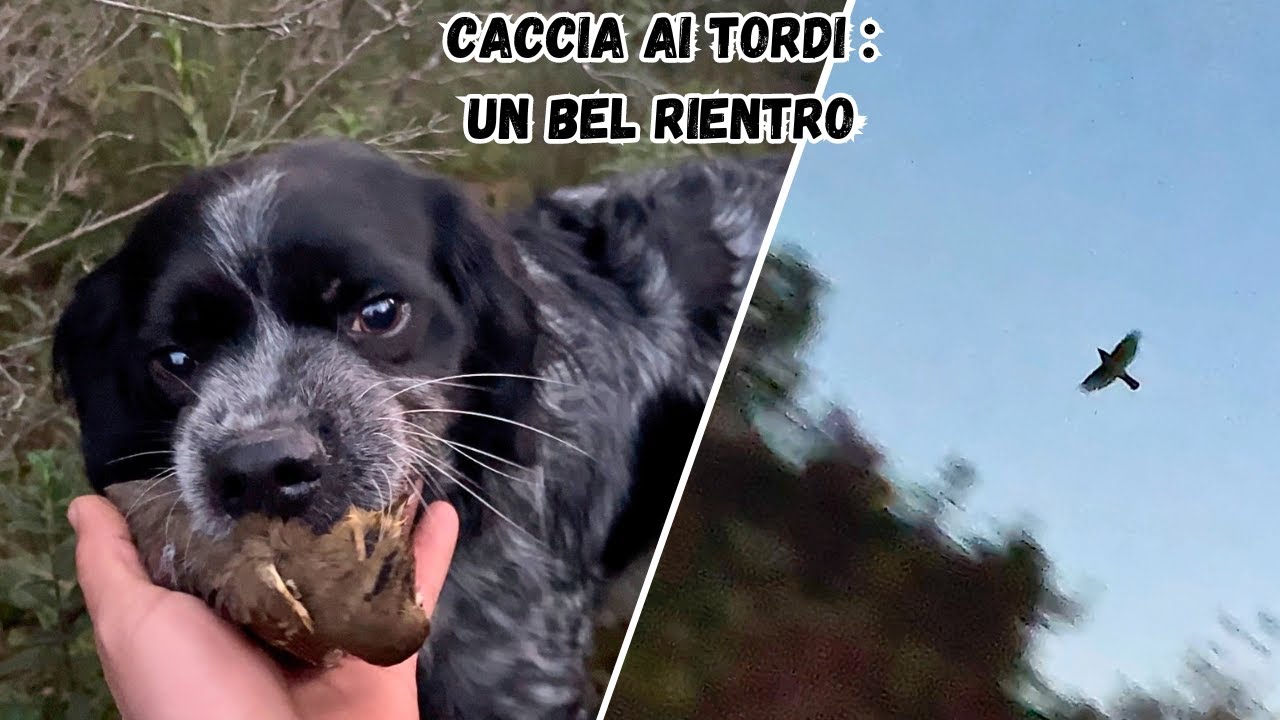 CACCIA ai TORDI:UN BEL RIENTRO/CAZA de ZORZALES:UNA BUENA TARDE/THRUSH HUNTING:A BEAUTIFUL AFTERNOON