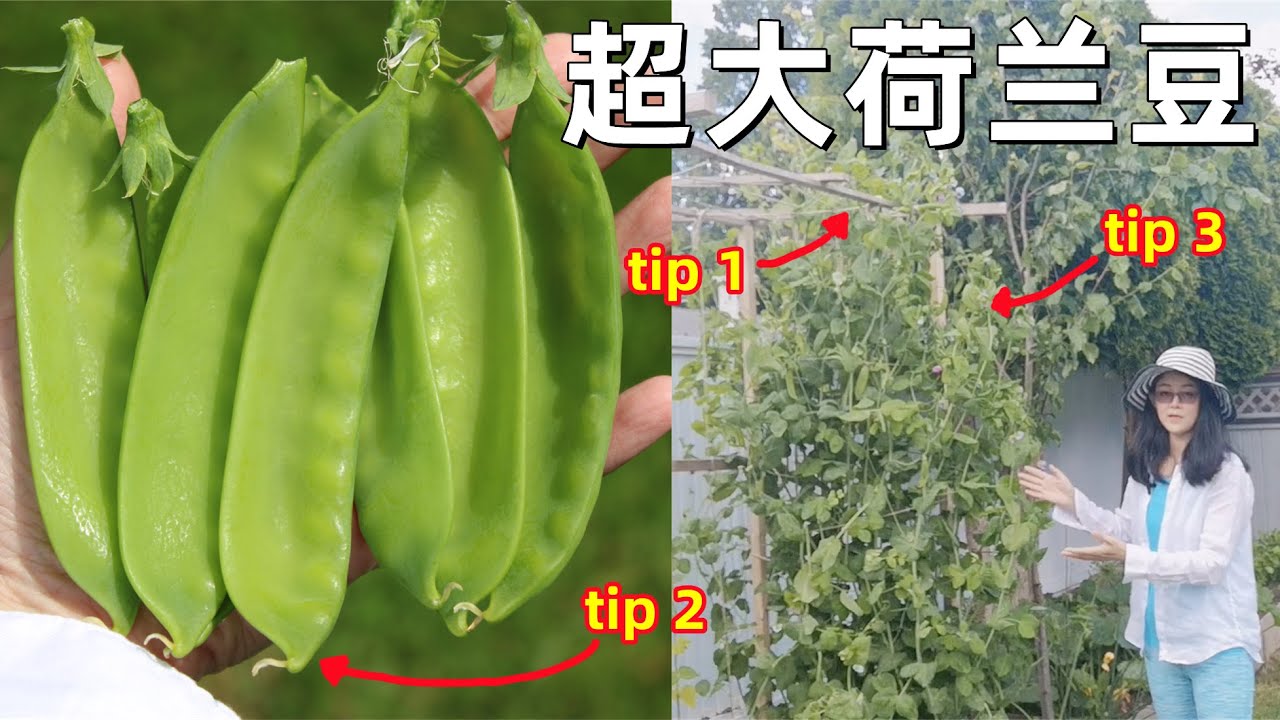 Grow SUPER Snow Peas 荷蘭豆這樣種, 超級大, 甜脆可口, 巨無霸雪豆施肥和管理