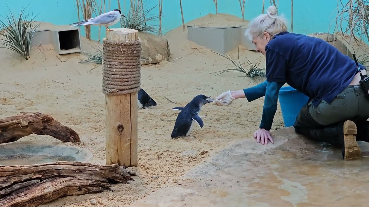 Little Blue Penguins getting their dinner in the Bronx Zoo, New York City! 😍 #zoo
