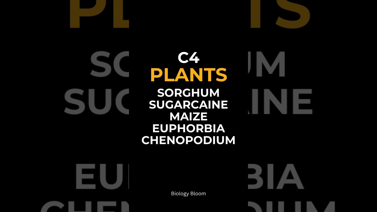 Examples of C4 plants #photosynthesis
