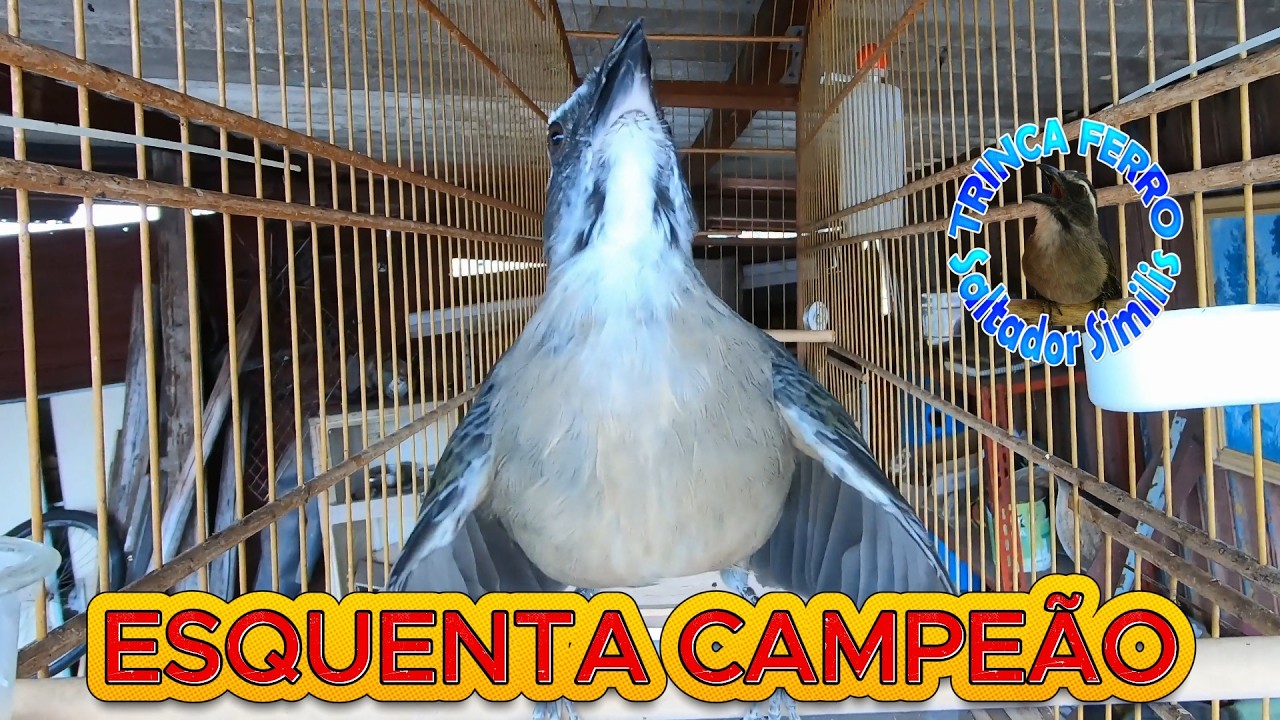 🔊 COLOQUE SEU TRINCA PRA CANTAR AGORA – ESQUENTA TESTADO