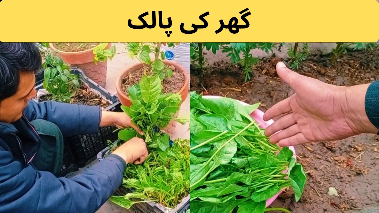 Ghar Ki Chat Se Palak Harvest 🌱 | Terrace Gardening in Pakistan | Organic Spinach Growing at Home
