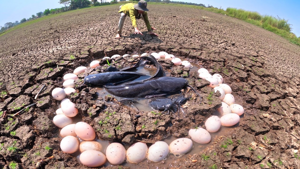 wow wow wow, catch a lot of fish in water and pick duck eggs in rice field