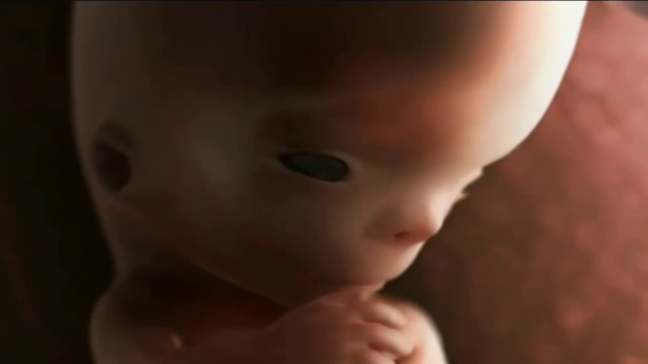L&rsquo;evoluzione della vita umana dal primo concepimento al parto. Questo video fa ricredere sull&rsquo;aborto