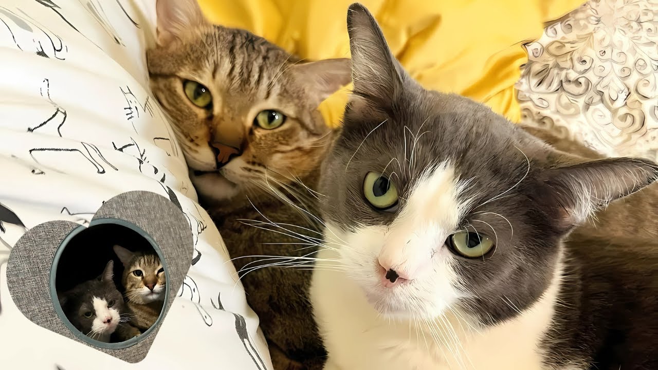 Rescued Kitten Saves Lonely Senior Cat's Life In Most Touching Way
