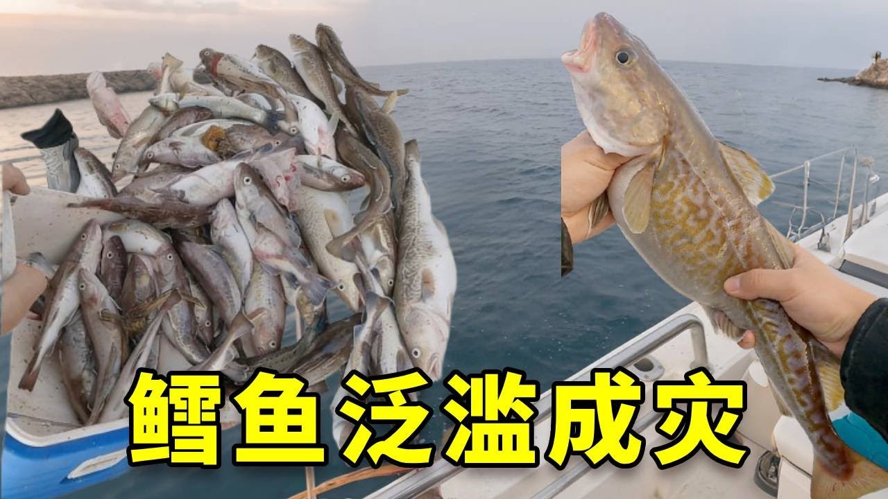 据说顶级食材鳕鱼竟然在中国泛滥了，我带女友火速赶往，没想要直接连中，太疯狂了 #大豪夫妇 #fishing #大魚 #釣魚