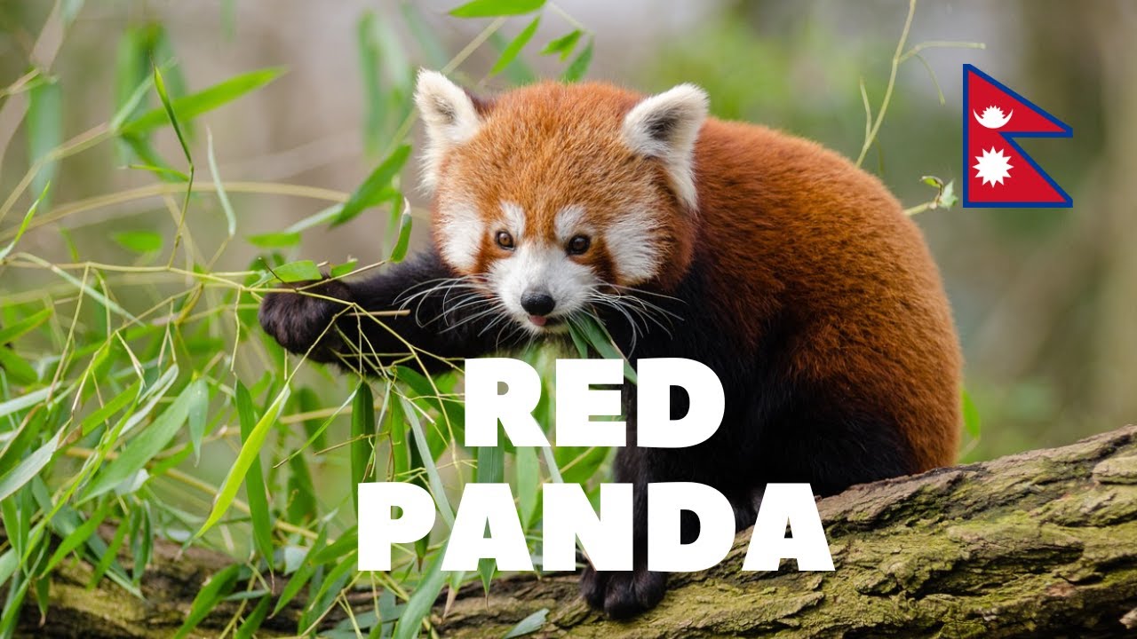 Red Panda Haven: Exploring Nepal's Enchanting Firefoxes