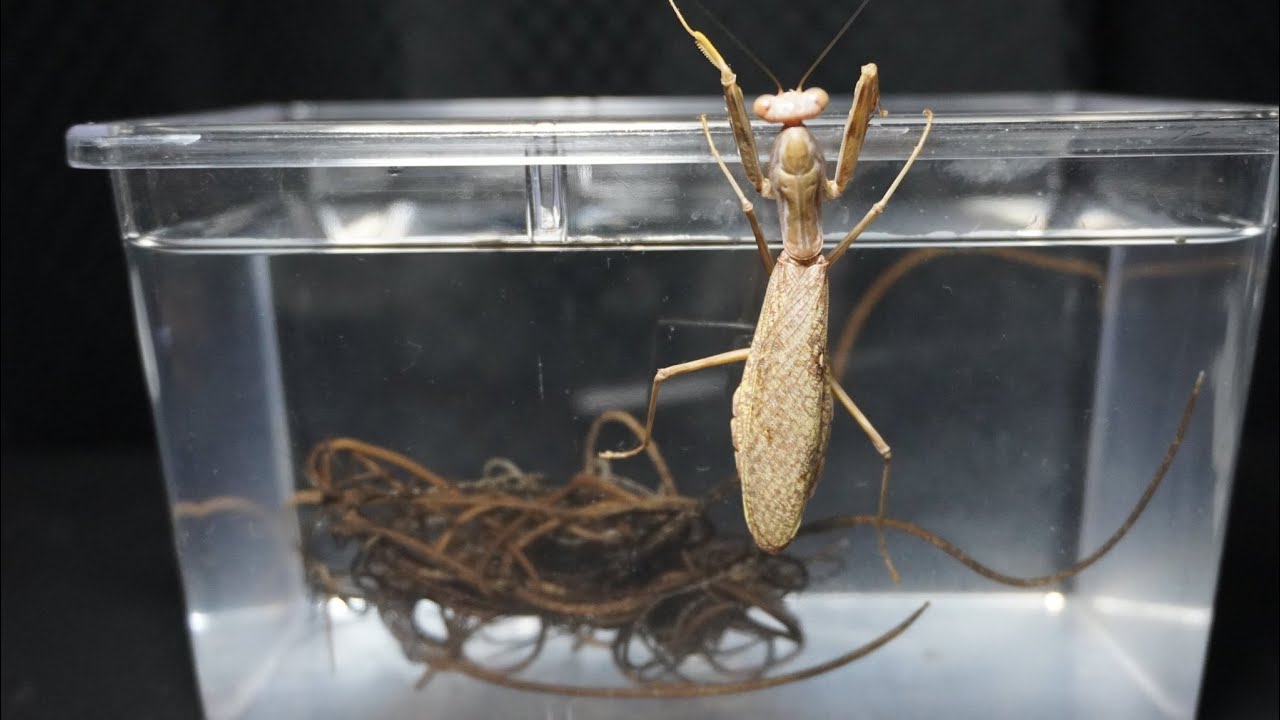 約30匹のカマキリの寄生率をチェックしたらえげつない量出てきた