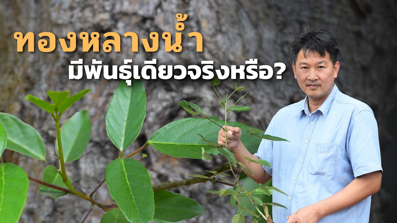 ทองหลางน้ำมีพันธ์เดียวจริงหรือ ? /อ.วิโรจน์ วิโรจน์พันธ์