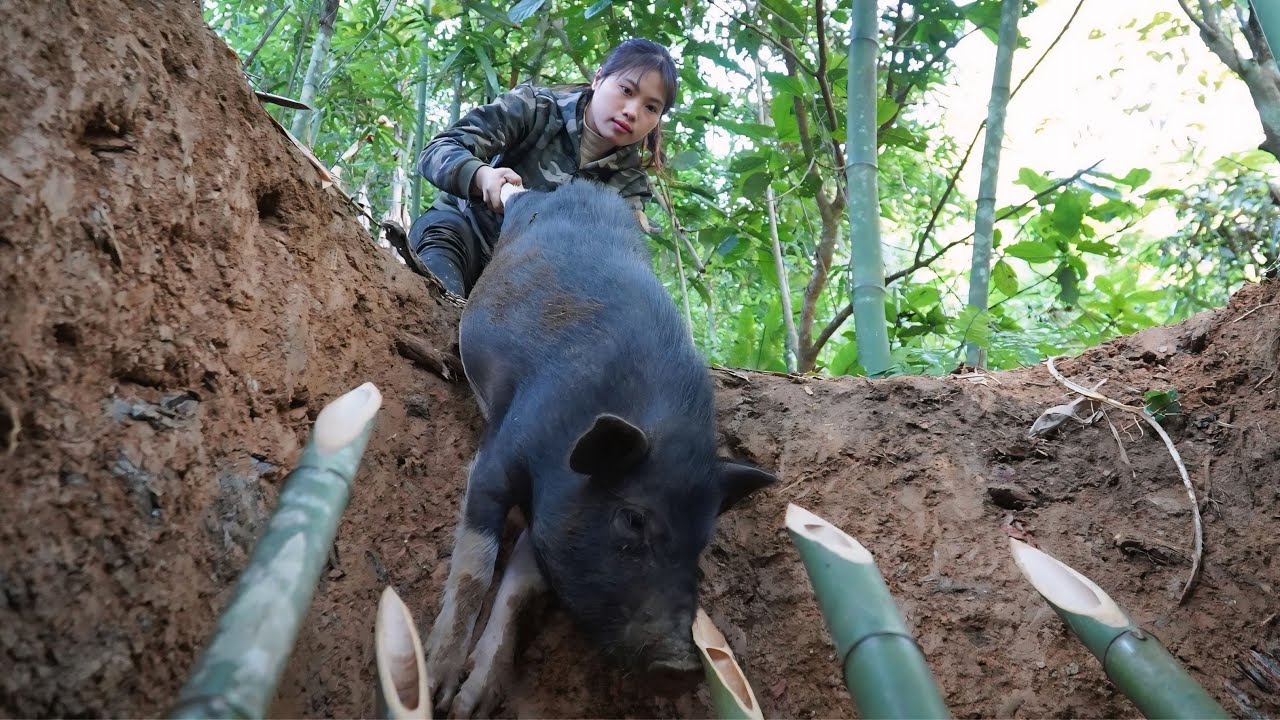 Detect traces of wild boars and immediately set traps to catch them, survival alone
