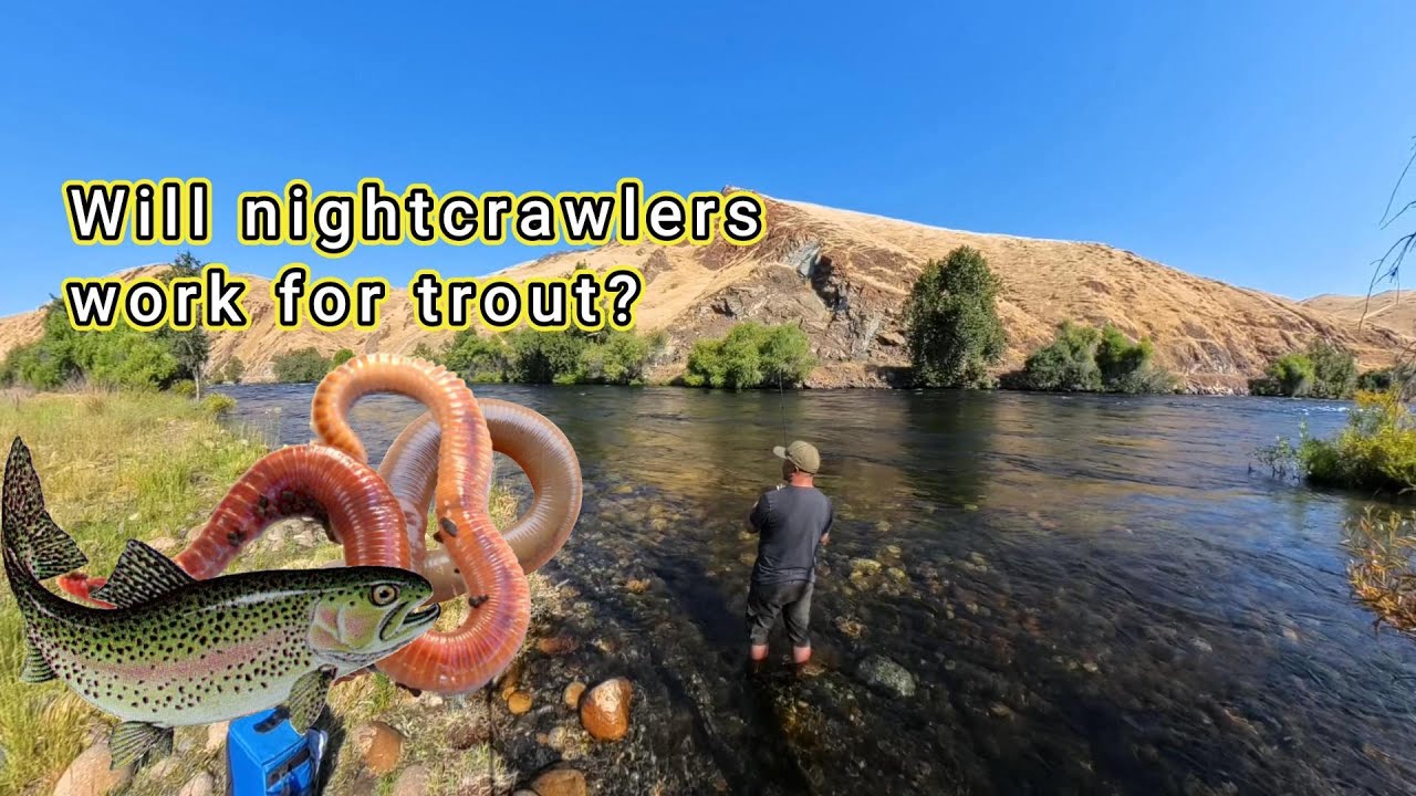 Back again at Kings River - Will trout like nightcrawlers?
