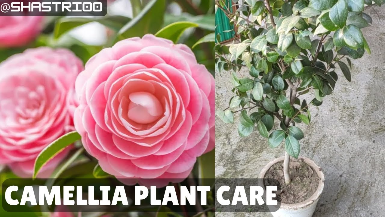 How to grow Camellia plant | Potting mix for Camellia | Japanese Rose |