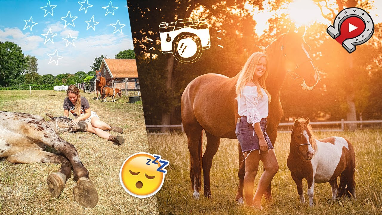 Olympus slaapt & dauwtrappen om 6 uur! | felinehoi YT week 2020 #2