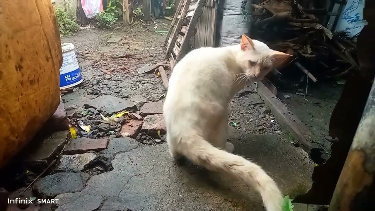 Adorable cat 😺😹