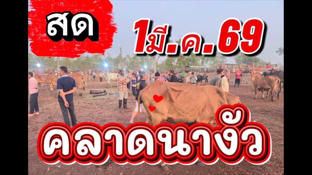 ชมบรรยากาศตลาดนัดโคกระบือนางัว อ.สว่าง จ.สกลนคร #ราคาวัววันนี้ 1/3/69