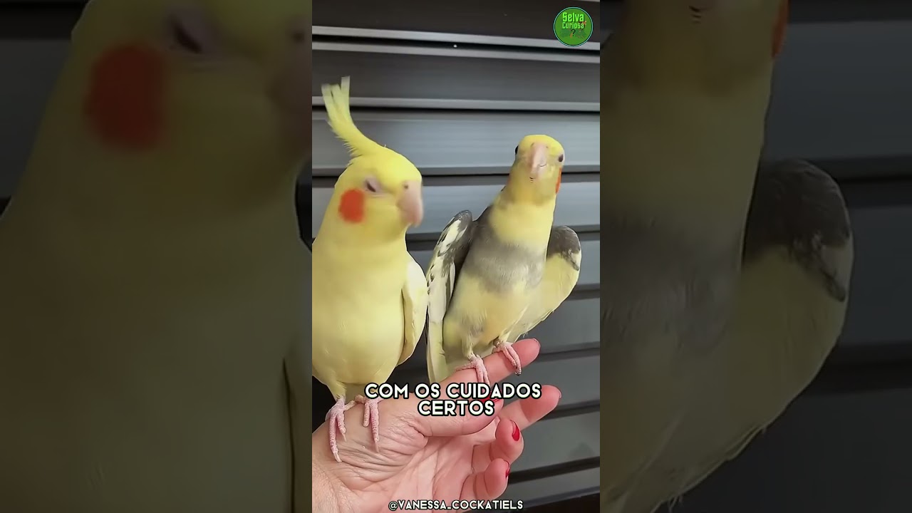 Calopsita 🦜 O Pet Que Imita, Dança e Ama Carinho!