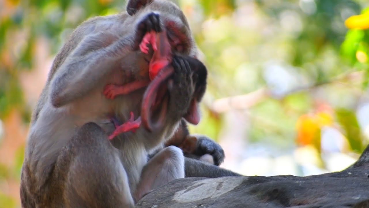 Adorable Love Baby Monkey With Momma