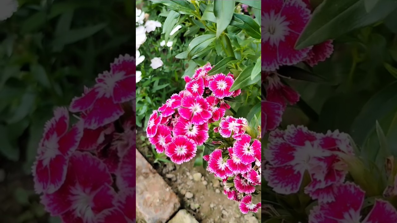 #baby doll flowers #my small garden 🏡 #tranding2025 #subscribe #like #comments #share #vairalvideo
