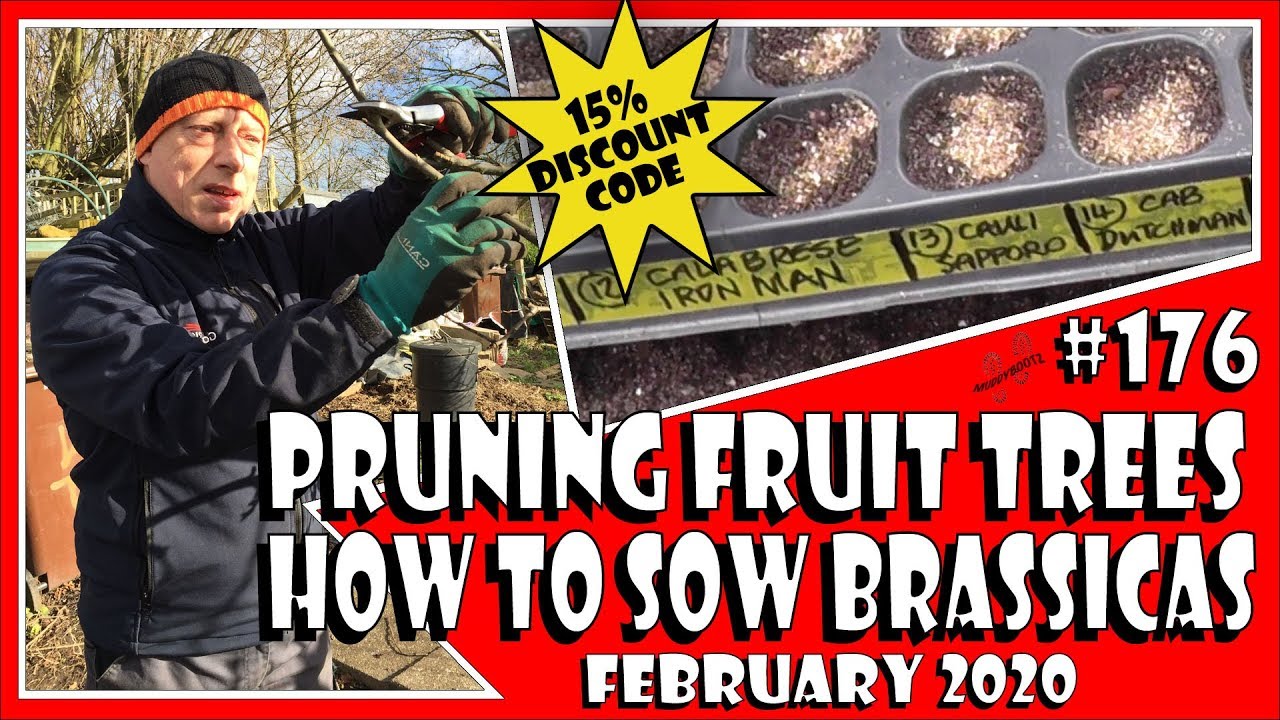 MuddyBootz Allotment #176 - Fruit Tree Pruning - Sowing Brassicas, Tomatoes, Leeks. Discount Codes