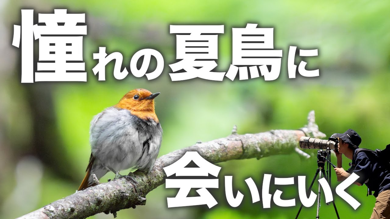 コマドリにこんなに簡単に出会ってしまっていいんですか！！！！！《α6700野鳥撮影｜Wildlife Photography》
