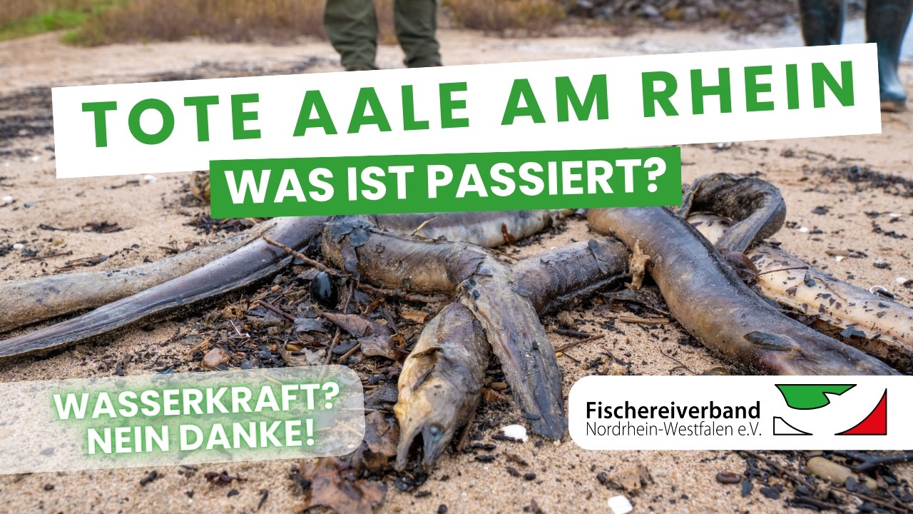 Hunderte tote Aale am Rhein - was ist passiert?