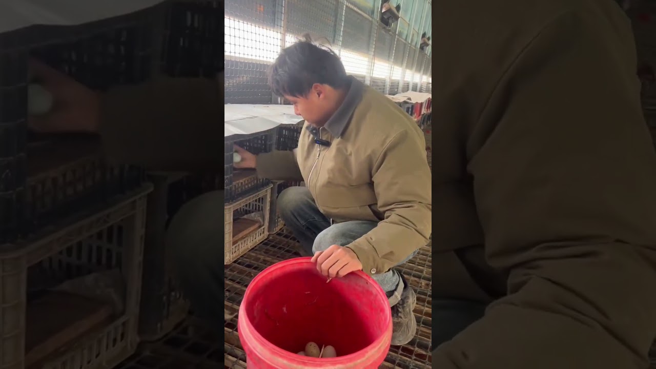 每天都在为鸡场忙碌，虽然累，不过，挺开心的，喜欢农村生活，养出好吃的土鸡蛋#三农 #新农人生活 #优质农产品 #农村生活日常
