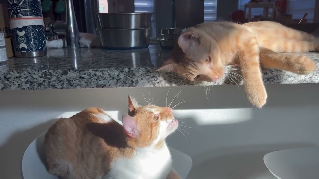 37-Playful chaos & tiny paws🐾🌞