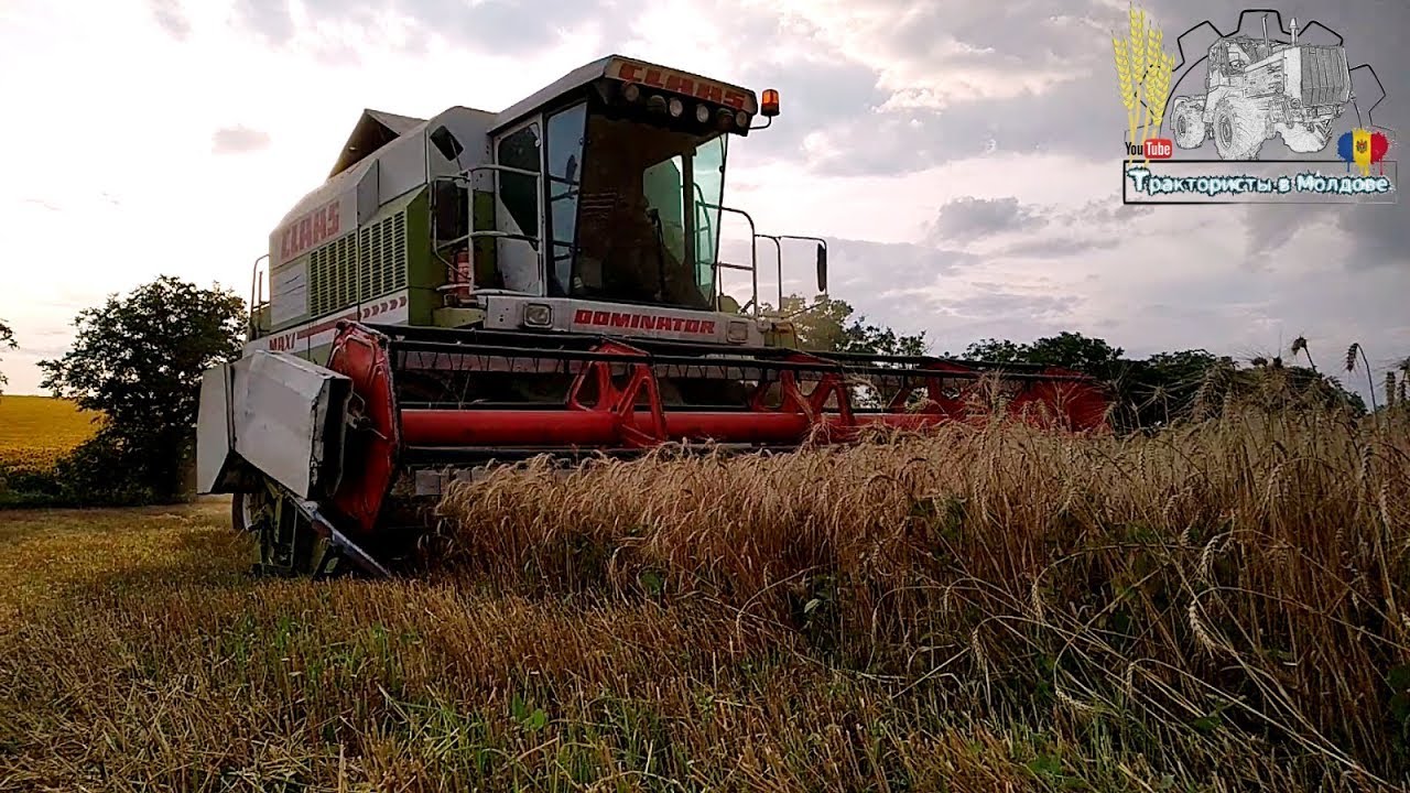 Уборка озимой пшеницы комбайном CLAAS Dominator 118 /Moldova