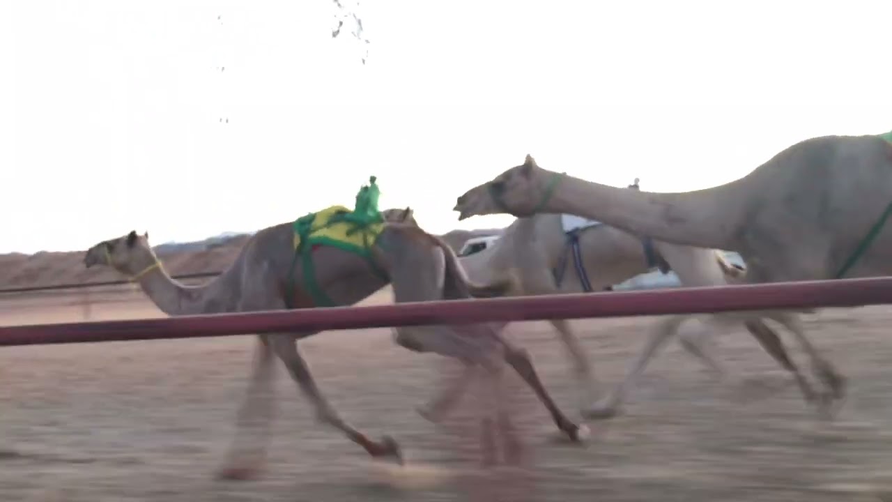 الشوط الرئيسي للجذاع فما فوق مكس - جود للسيد ضويحي محمد الحويطي