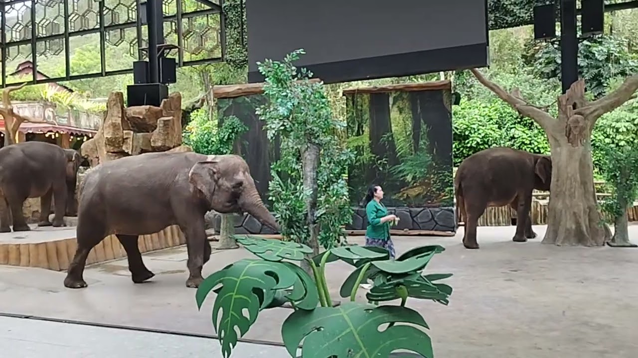 Teater Gajah 🐘