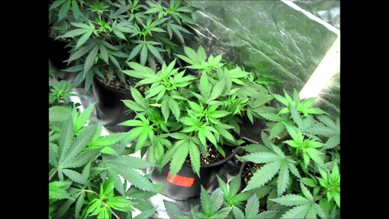 ITC Genetics  Veg Tent Jerkin like a Crack Head in Church! 5 days after Transplant!