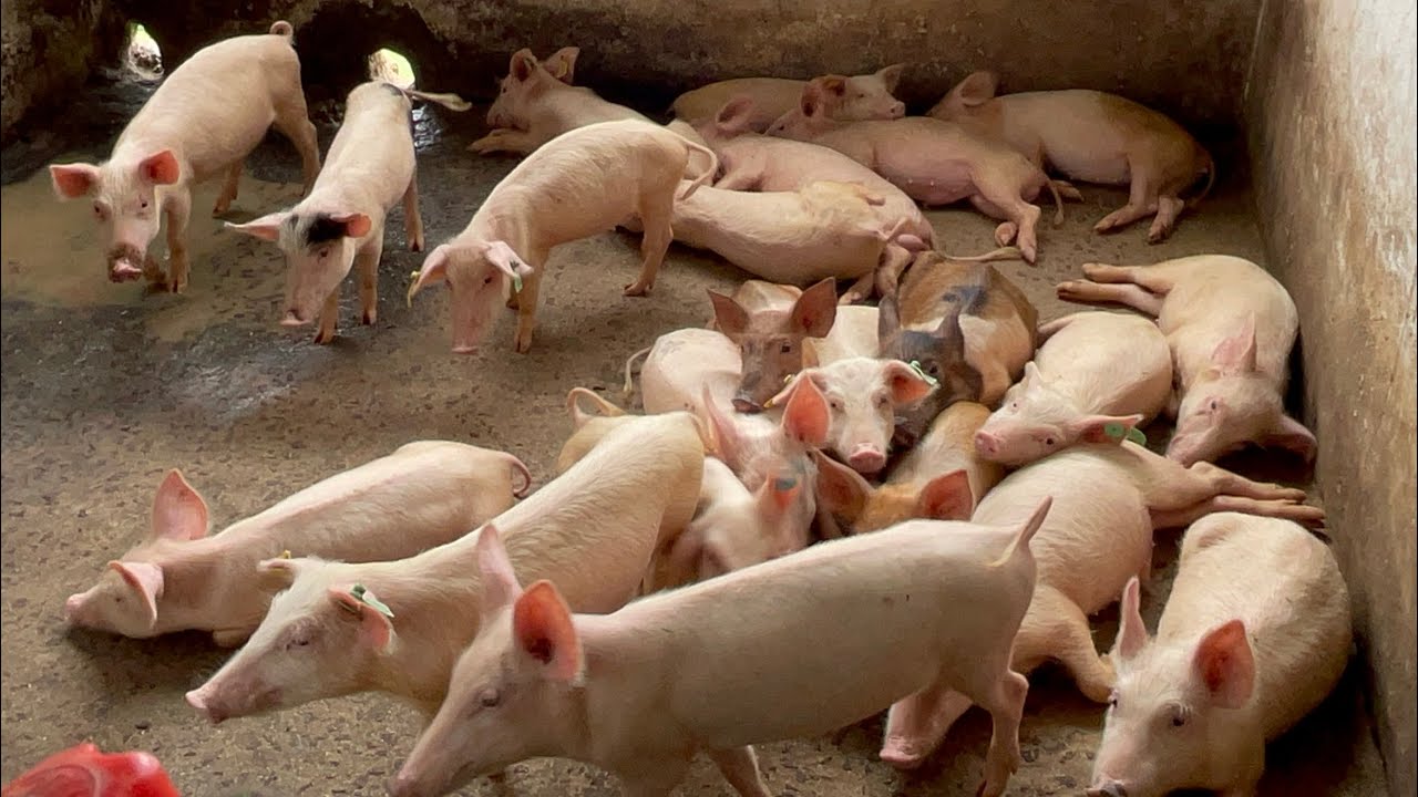 De 10 à 130 porcs ferme A. L une diaspora  ( Usa)