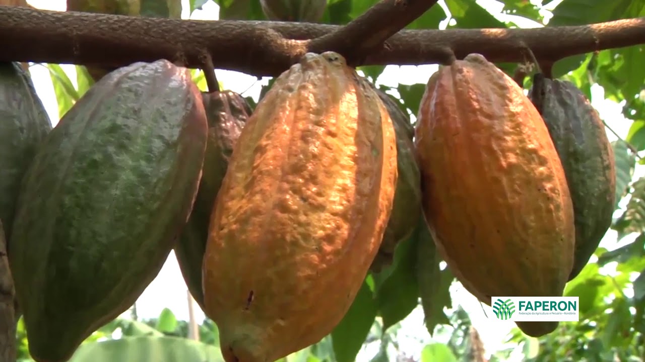 Cultivo do Cacau em Rondônia
