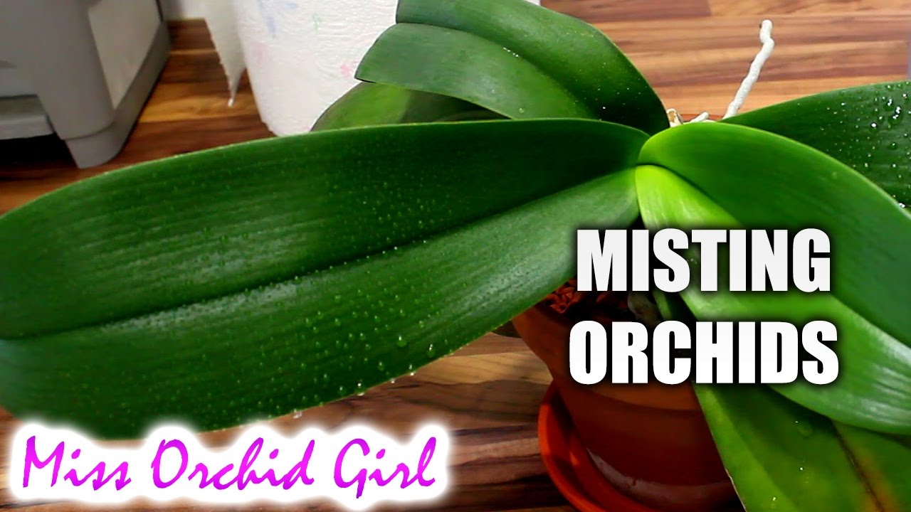 The problem with misting Orchids + Small experiment