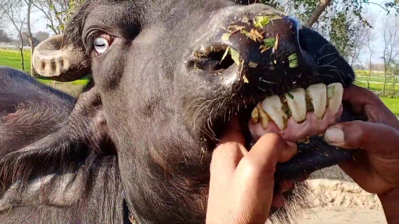 Neeli bar beflow on youtube 02/02/2020