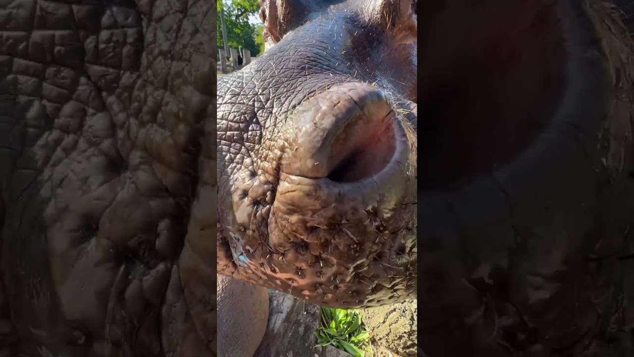 Lots of Rubs for the Friendly Local Hippo Pets&hellip; #nature #animals #hippo