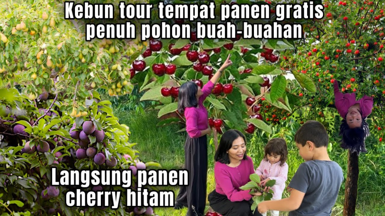 KEBUN TOUR TEMPAT PANEN GRATIS PENUH POHON BUAH-BUAHAN SIAP PANEN