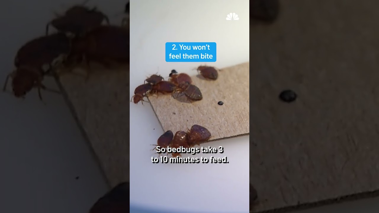 &lsquo;Disturbing': 100K bed bugs believed to be in Mass. condo as infestation spreads